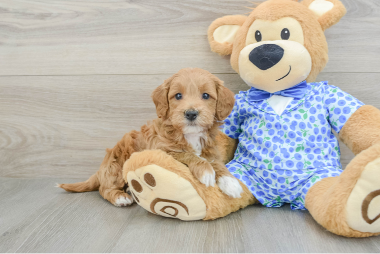 Mini Goldendoodle Pup Being Cute