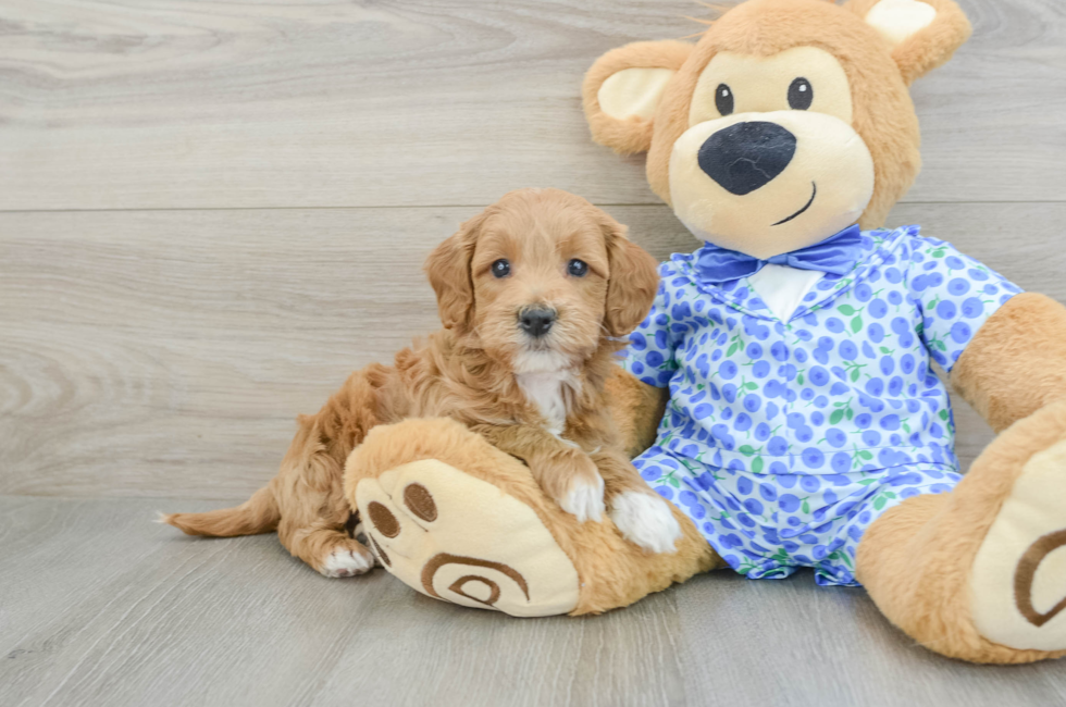 5 week old Mini Goldendoodle Puppy For Sale - Premier Pups