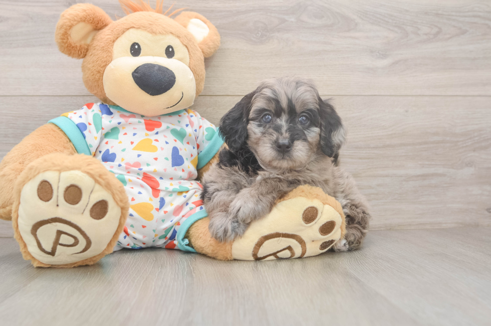 5 week old Mini Goldendoodle Puppy For Sale - Premier Pups