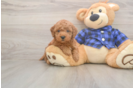 Mini Goldendoodle Puppy for Adoption