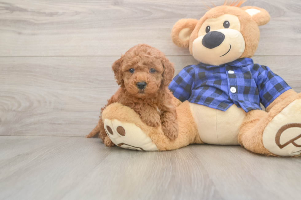 6 week old Mini Goldendoodle Puppy For Sale - Premier Pups