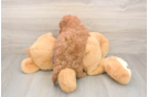 Adorable Golden Retriever Poodle Mix Poodle Mix Puppy