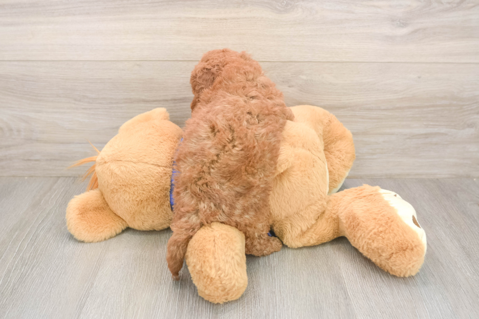Adorable Golden Retriever Poodle Mix Poodle Mix Puppy