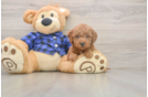 Funny Mini Goldendoodle Poodle Mix Pup