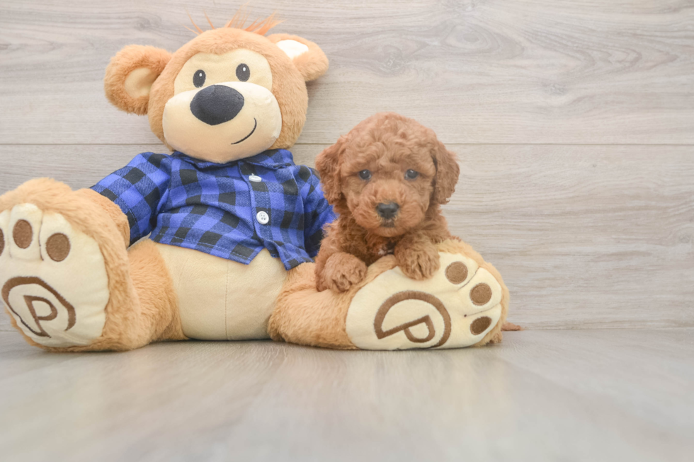 Funny Mini Goldendoodle Poodle Mix Pup