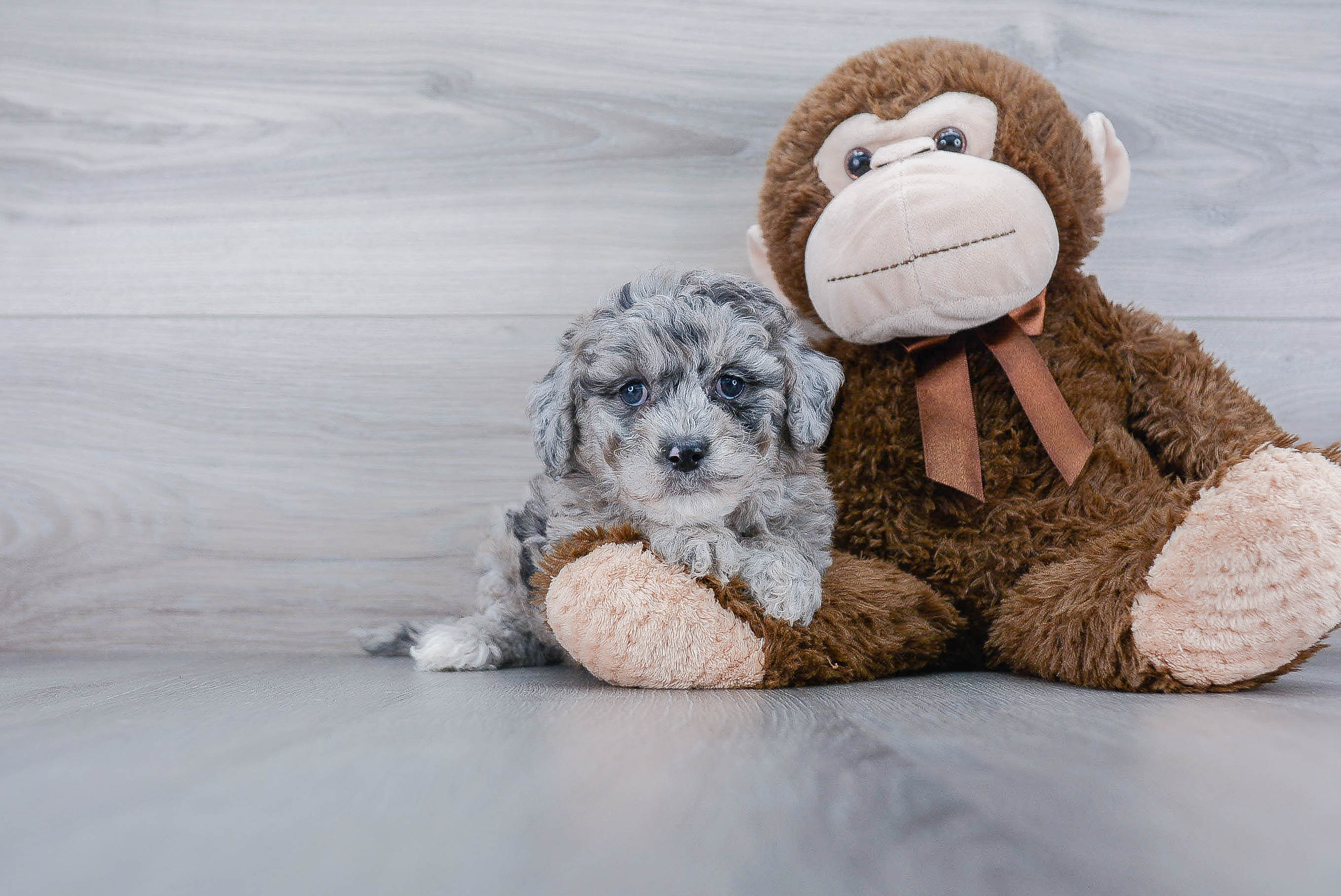 Best Mini Goldendoodle Baby