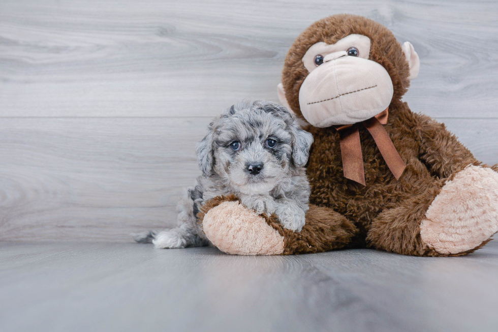 Best Mini Goldendoodle Baby