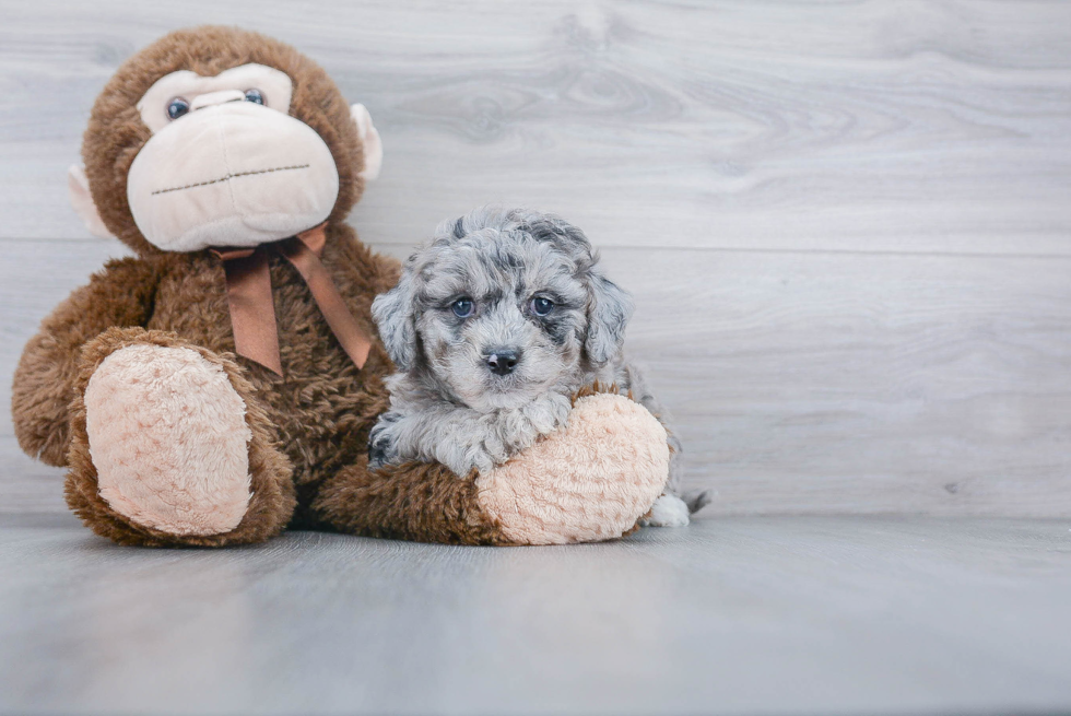 Best Mini Goldendoodle Baby