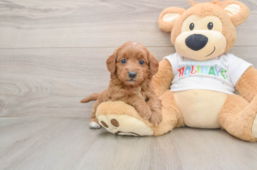5 week old Mini Goldendoodle Puppy For Sale - Premier Pups