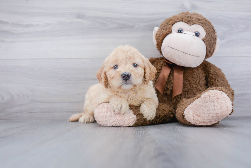 Funny Mini Goldendoodle Poodle Mix Pup