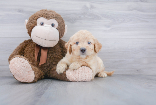 Best Mini Goldendoodle Baby