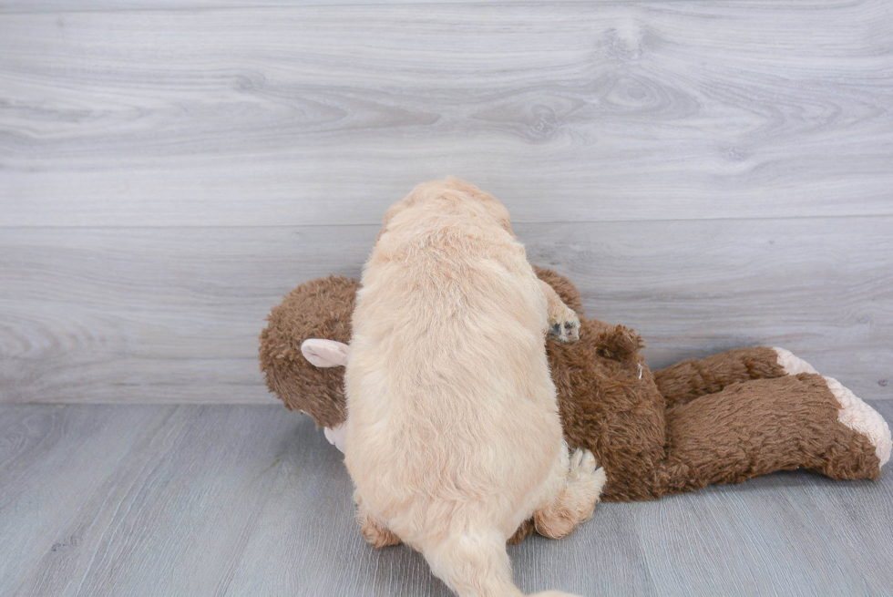 Energetic Golden Retriever Poodle Mix Puppy