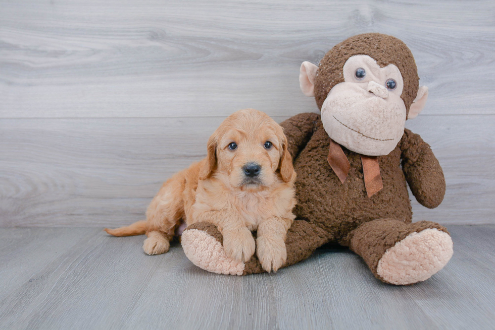 Hypoallergenic Golden Retriever Poodle Mix Puppy