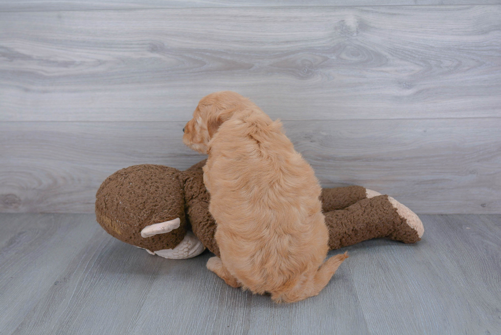 Fluffy Mini Goldendoodle Poodle Mix Pup