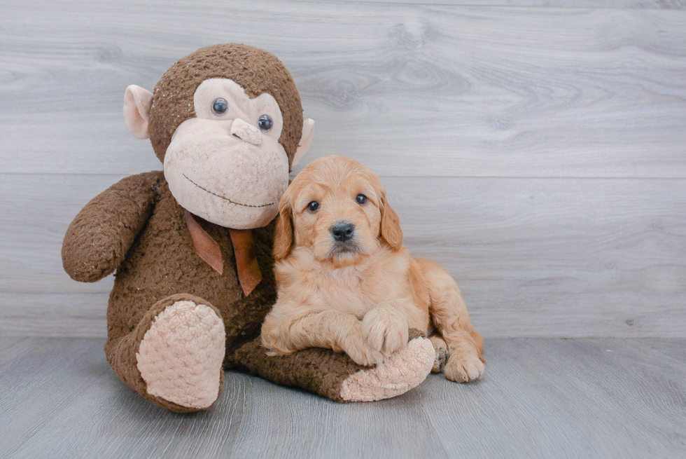 Hypoallergenic Golden Retriever Poodle Mix Puppy