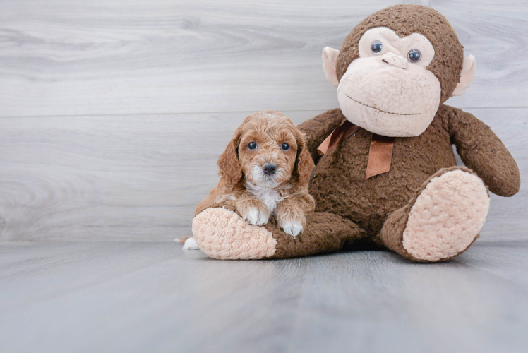 Mini Goldendoodle Puppy for Adoption