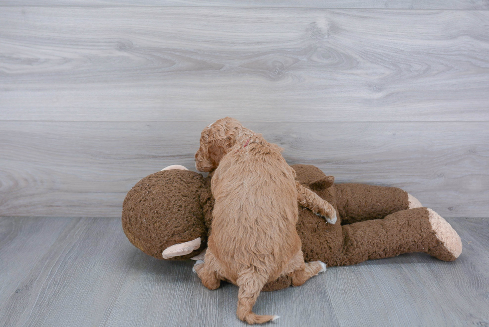 Friendly Mini Goldendoodle Baby