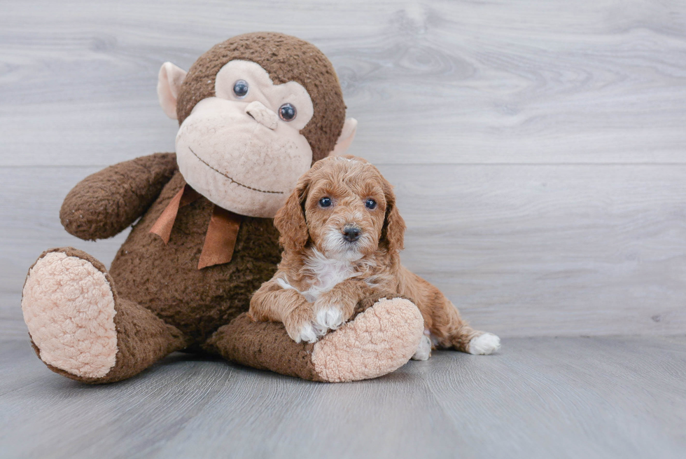 Petite Mini Goldendoodle Poodle Mix Pup