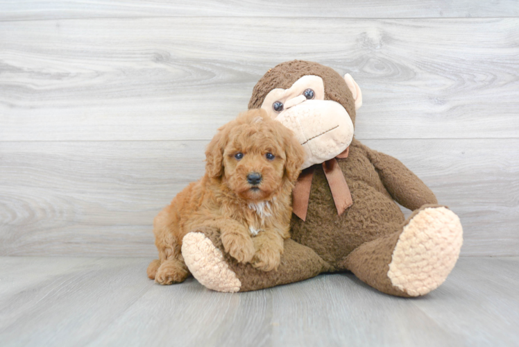 Best Mini Goldendoodle Baby