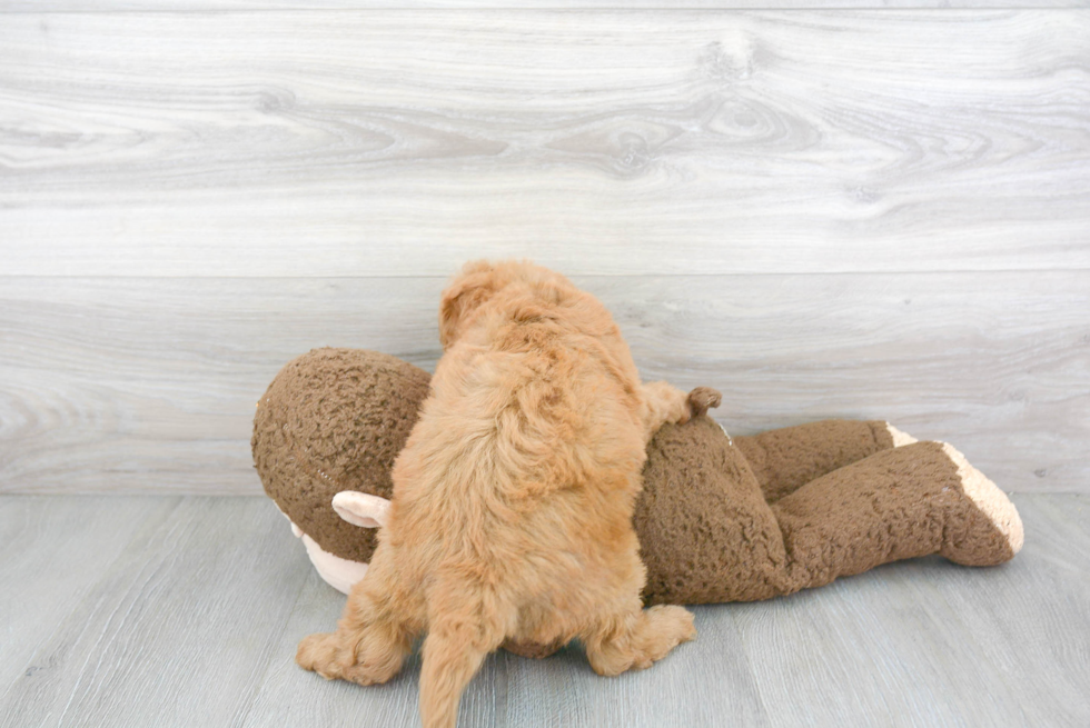 Petite Mini Goldendoodle Poodle Mix Pup