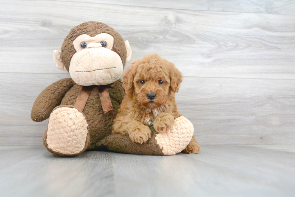 Mini Goldendoodle Puppy for Adoption