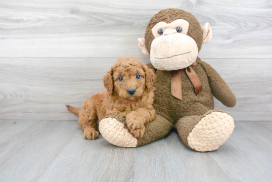 Best Mini Goldendoodle Baby