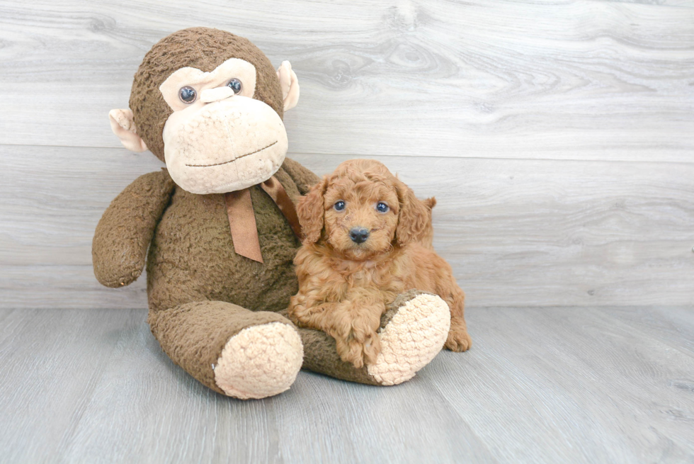 Playful Golden Retriever Poodle Mix Puppy