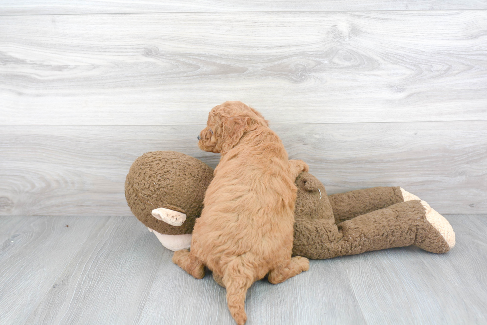 Petite Mini Goldendoodle Poodle Mix Pup