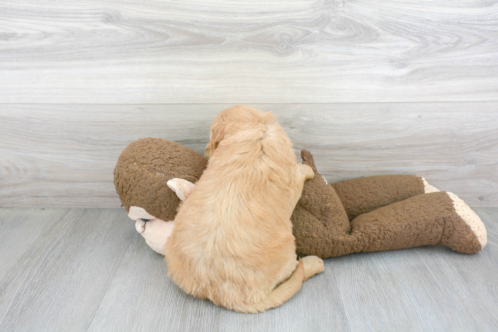 Popular Mini Goldendoodle Poodle Mix Pup