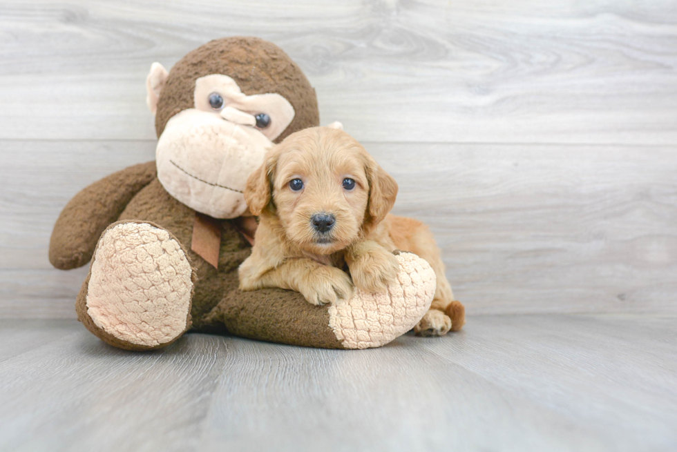 Best Mini Goldendoodle Baby