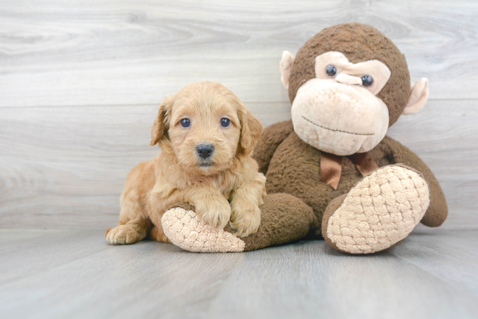 Petite Mini Goldendoodle Poodle Mix Pup