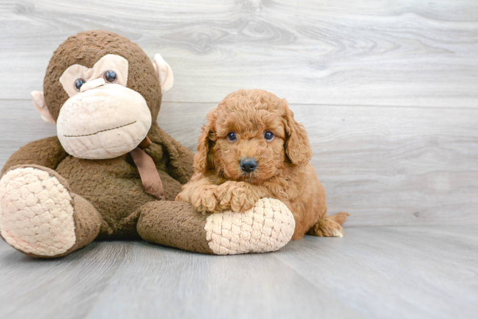 Best Mini Goldendoodle Baby