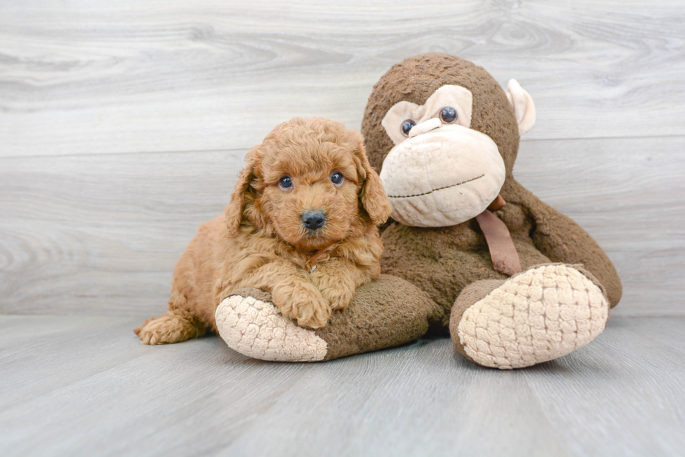 Best Mini Goldendoodle Baby