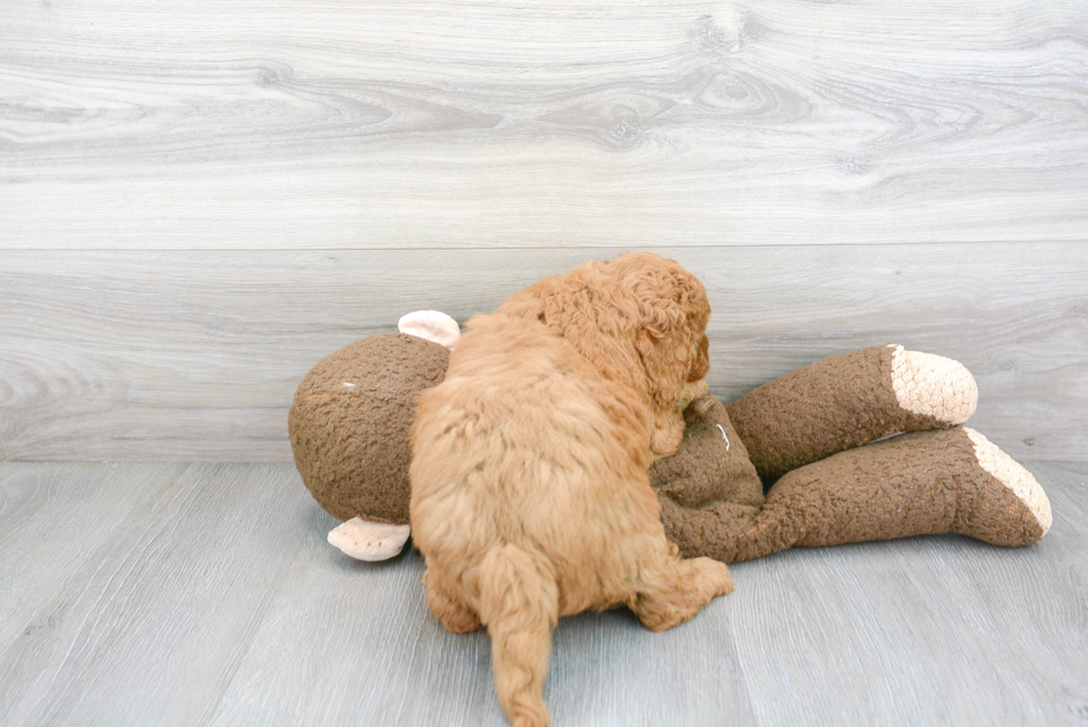 Mini Goldendoodle Puppy for Adoption