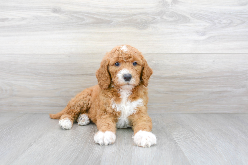 Energetic Golden Retriever Poodle Mix Puppy