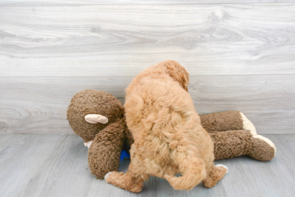 Smart Mini Goldendoodle Poodle Mix Pup