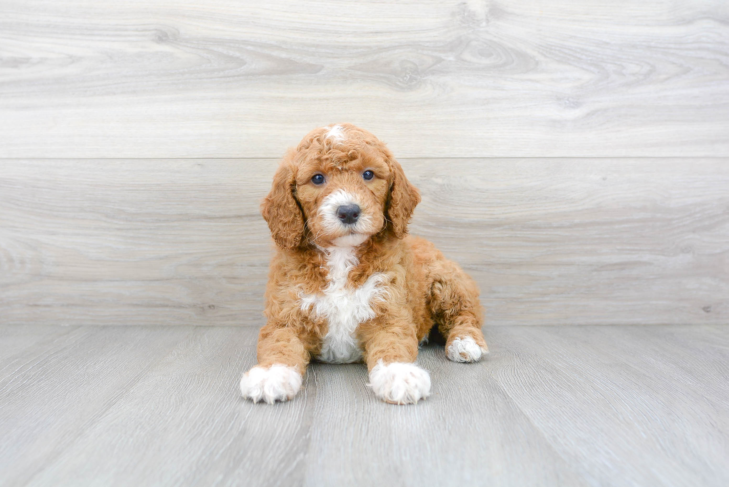 Mini Goldendoodle Pup Being Cute