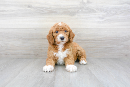 Mini Goldendoodle Pup Being Cute