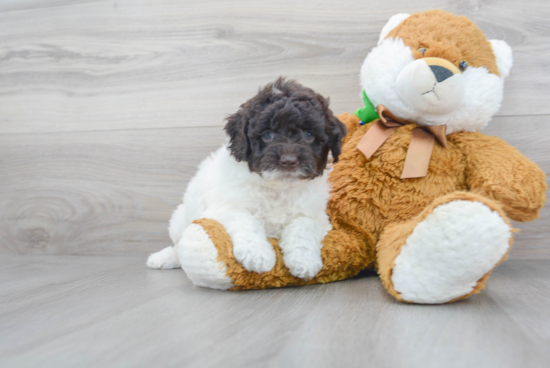 Best Mini Goldendoodle Baby