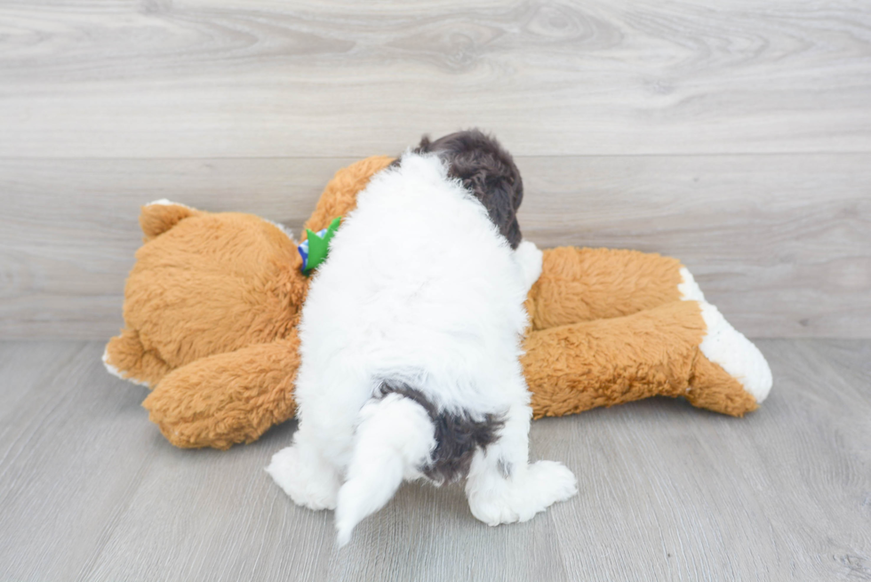 Mini Goldendoodle Puppy for Adoption