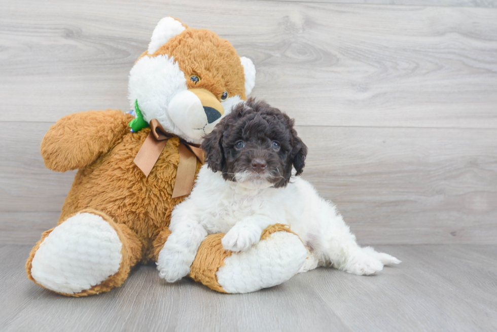 Popular Mini Goldendoodle Poodle Mix Pup