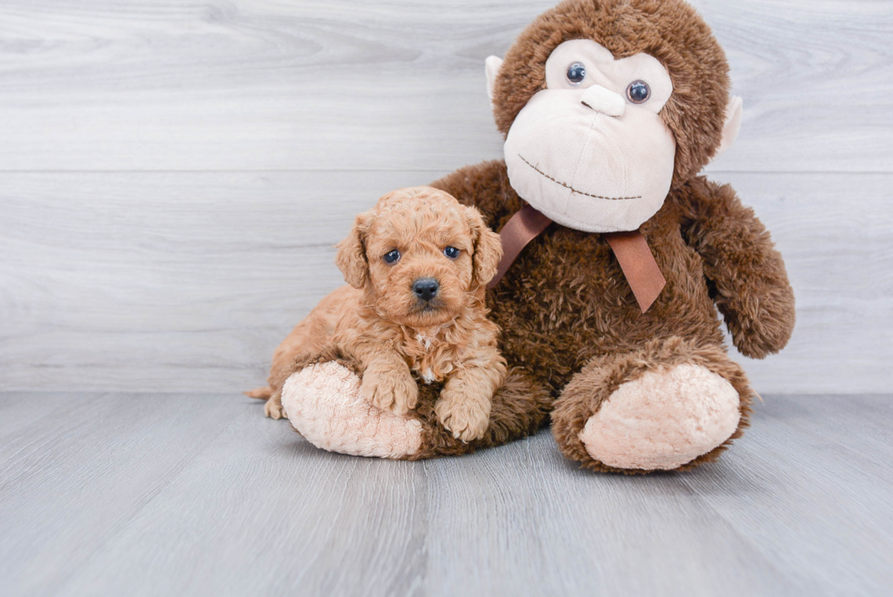 Best Mini Goldendoodle Baby