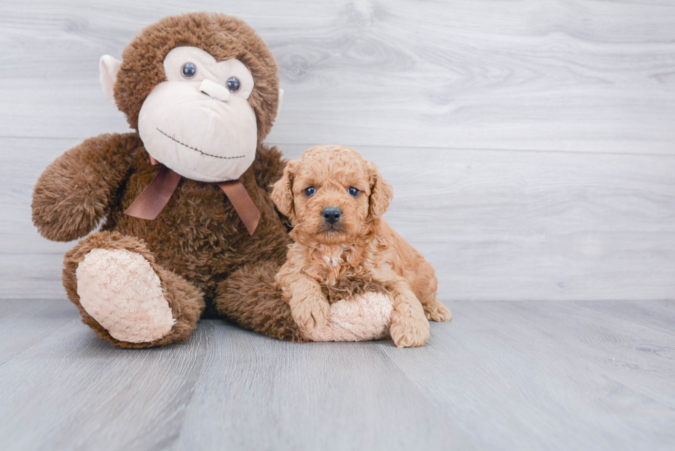 Funny Mini Goldendoodle Poodle Mix Pup