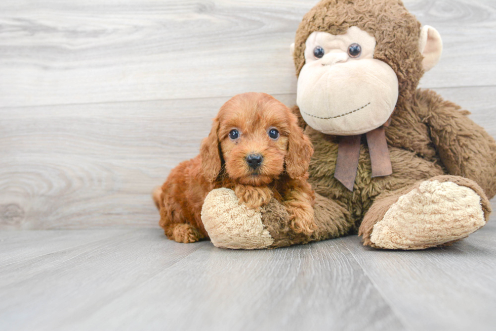 Mini Goldendoodle Puppy for Adoption