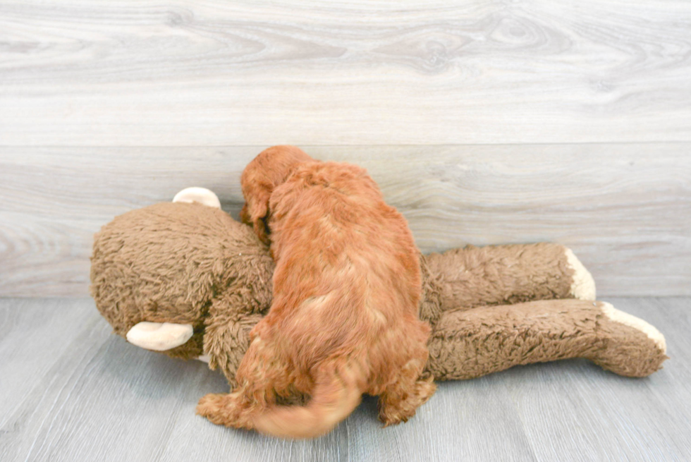 Mini Goldendoodle Puppy for Adoption