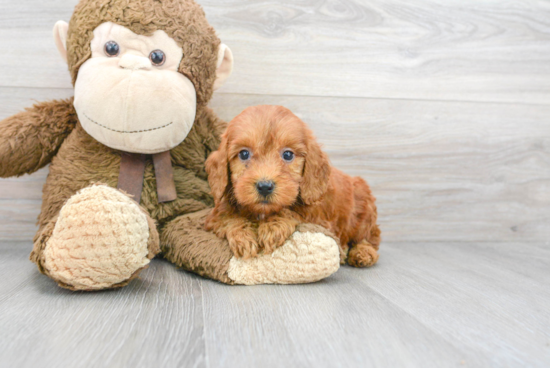 Mini Goldendoodle Pup Being Cute