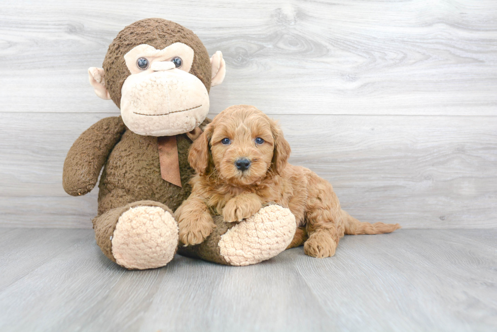 Fluffy Mini Goldendoodle Poodle Mix Pup