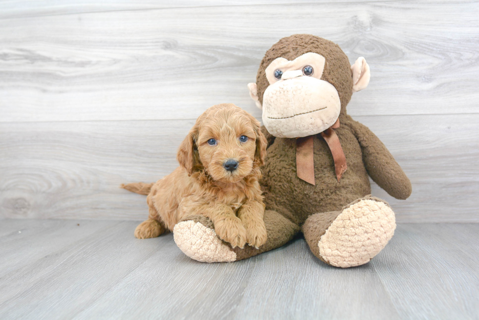 Adorable Golden Retriever Poodle Mix Puppy