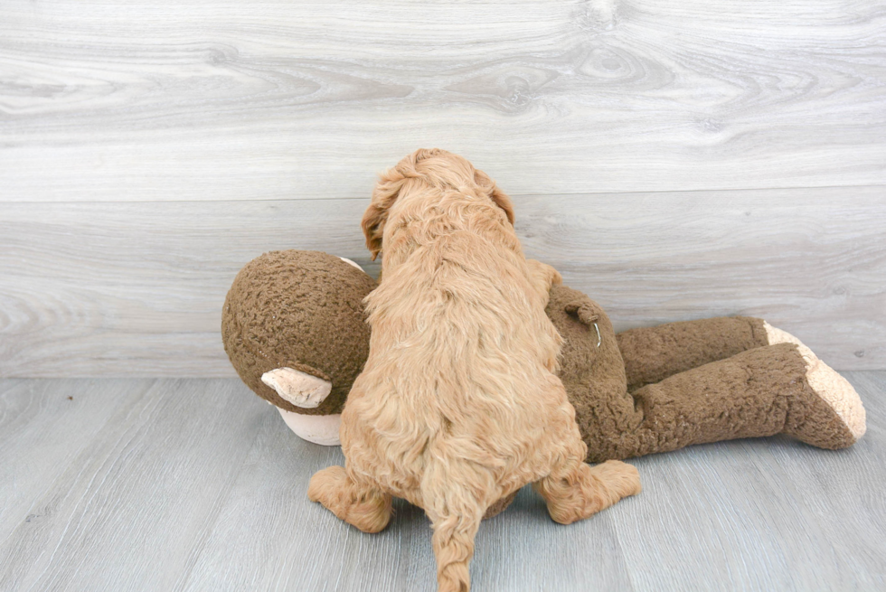 Sweet Mini Goldendoodle Baby