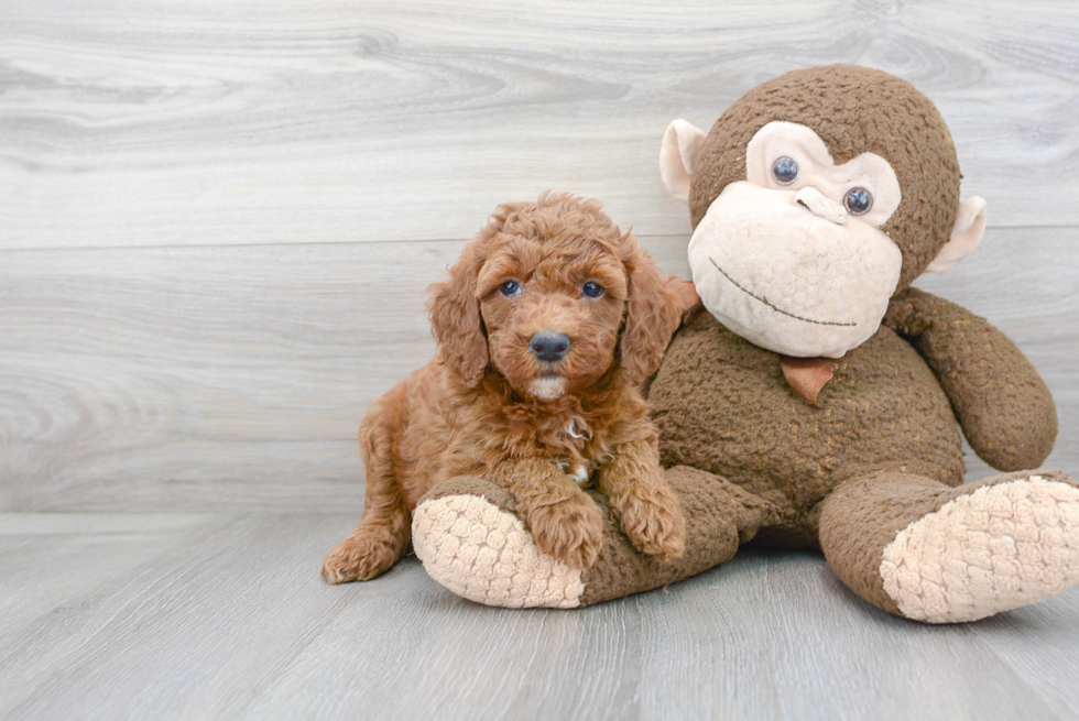 Mini Goldendoodle Puppy for Adoption